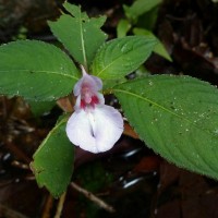 Impatiens truncata Thwaites